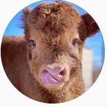 Fundraising Page: Muzzammil Yushau